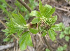Sambucus kamtschatica