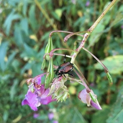 Popillia japonica