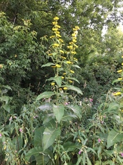 Inula racemosa
