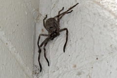 Isopeda canberrana