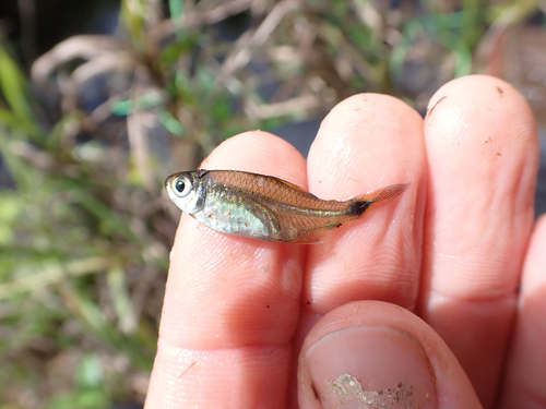 Bass tetra (Hemigrammus rodwayi) — Characidae — 2