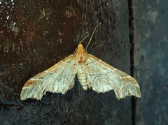 Monarcha magicaria
