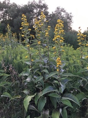 Inula racemosa