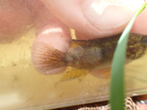 Golden dwarf cichlid (Nannacara aureocephalus) — Cichlidae