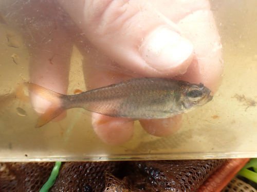 Collett's tetra (Moenkhausia collettii) — Characidae