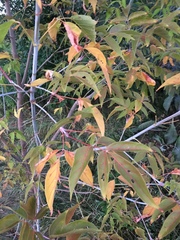 Acer negundo