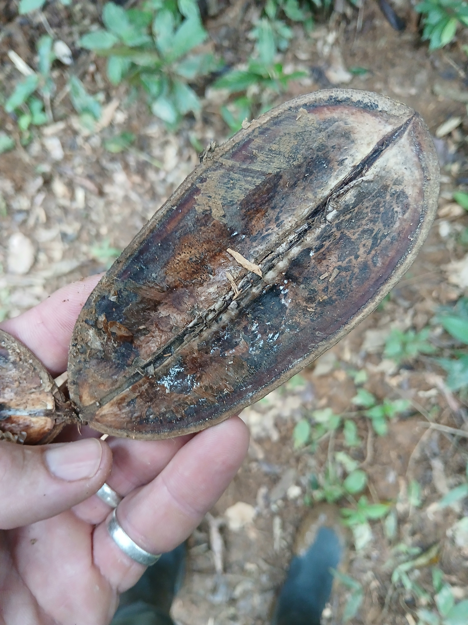 Imagem de Caroba-roxa