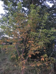 Acer negundo
