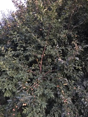 Malus