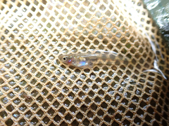 Guppy photo 3
