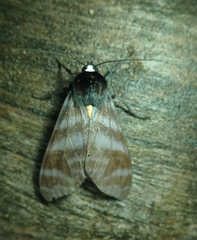 Pachydota