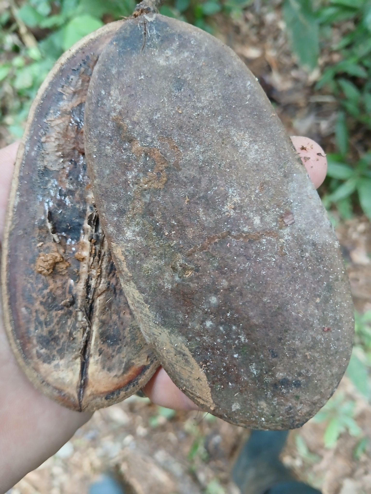 Imagem de Caroba-roxa
