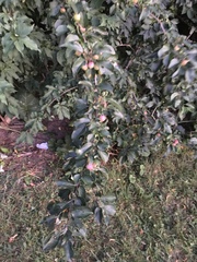 Malus