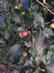 Malus
