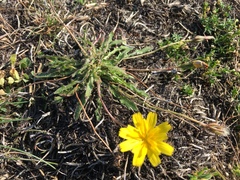 Leontodon saxatilis saxatilis