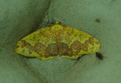 Melinodes fulvitincta