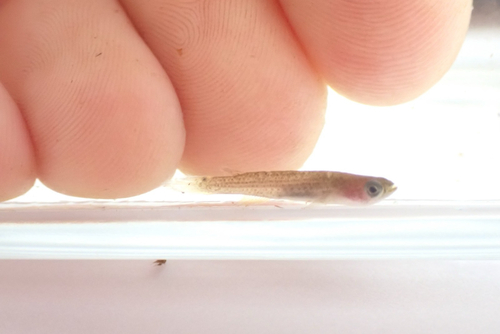 Lung's rivulus (Anablepsoides lungi) — Rivulidae — 4