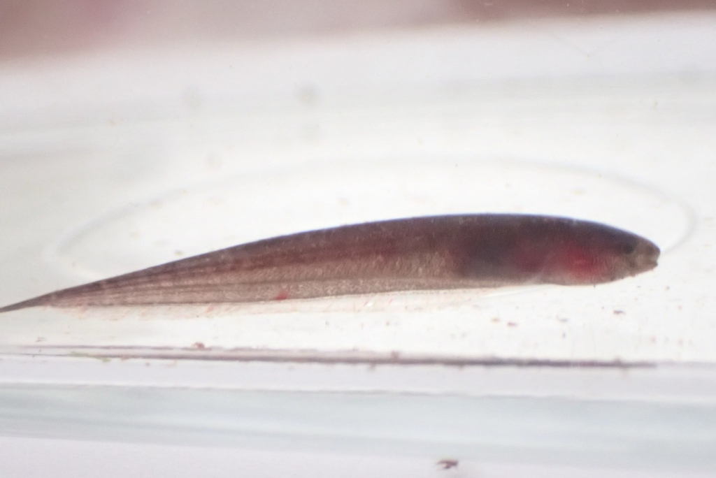 Bluntnose knifefish (Brachyhypopomus beebei) — Hypopomidae
