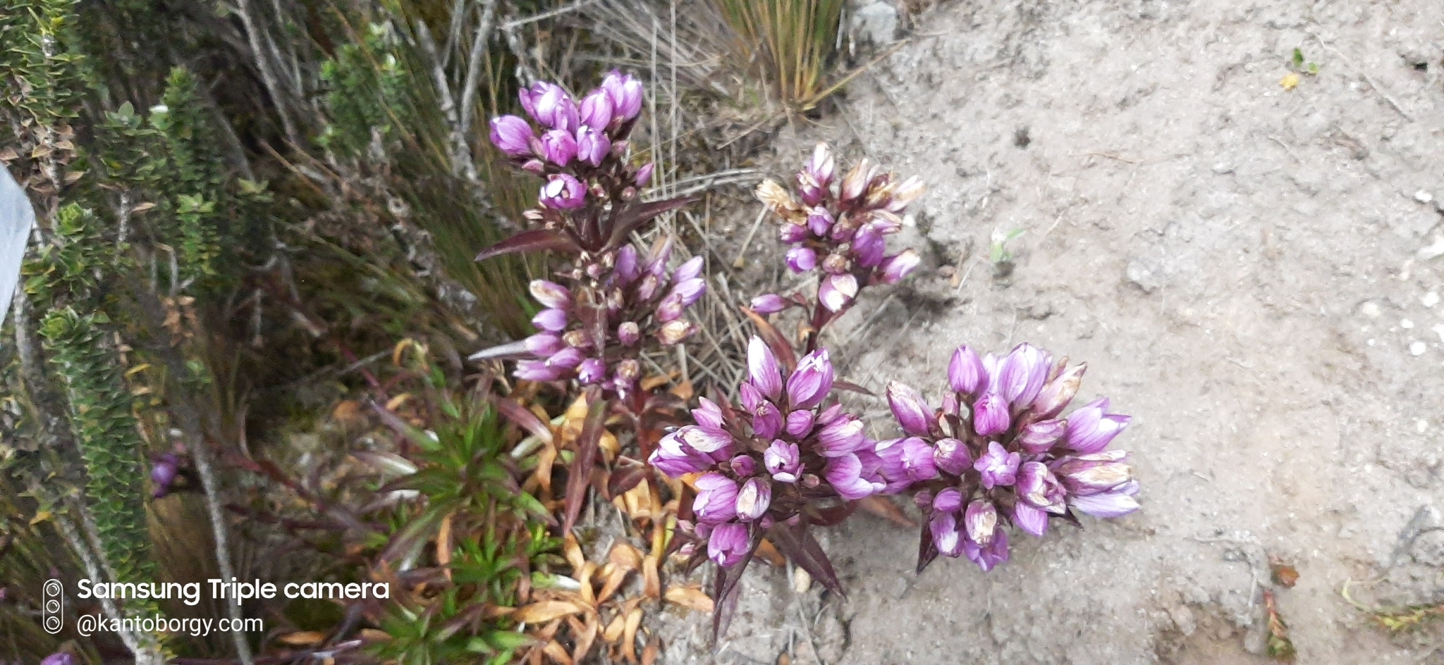 Gentianella foliosa image