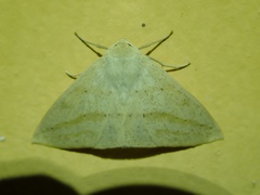 Sabulodes