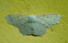 Sabulodes