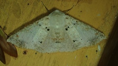 Sabulodes