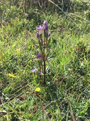 Gentianella campestris baltica