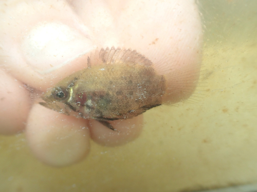 Guyana leaffish (Polycentrus schomburgkii) — Polycentridae — 2