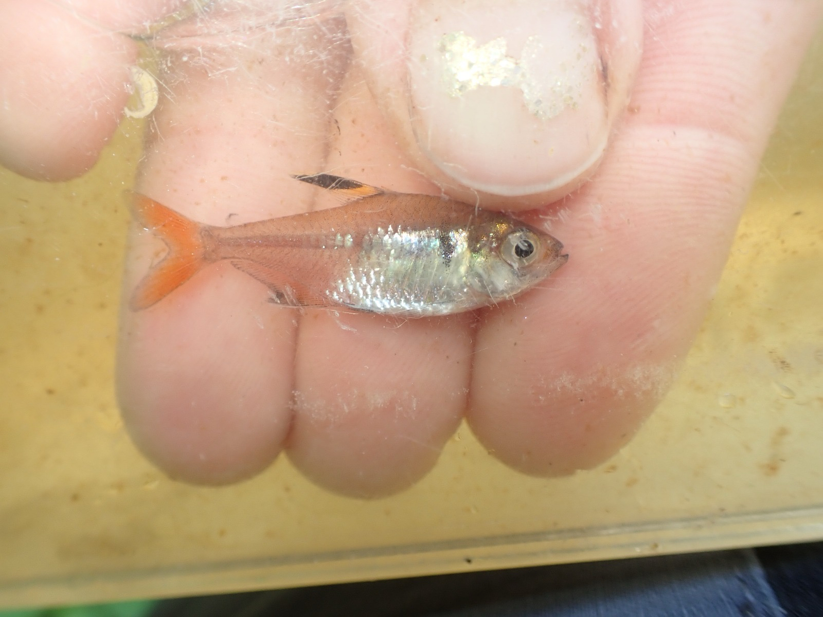 False X-Ray Tetra photo 2