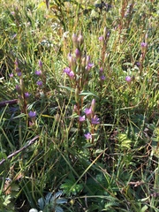 Gentianella uliginosa