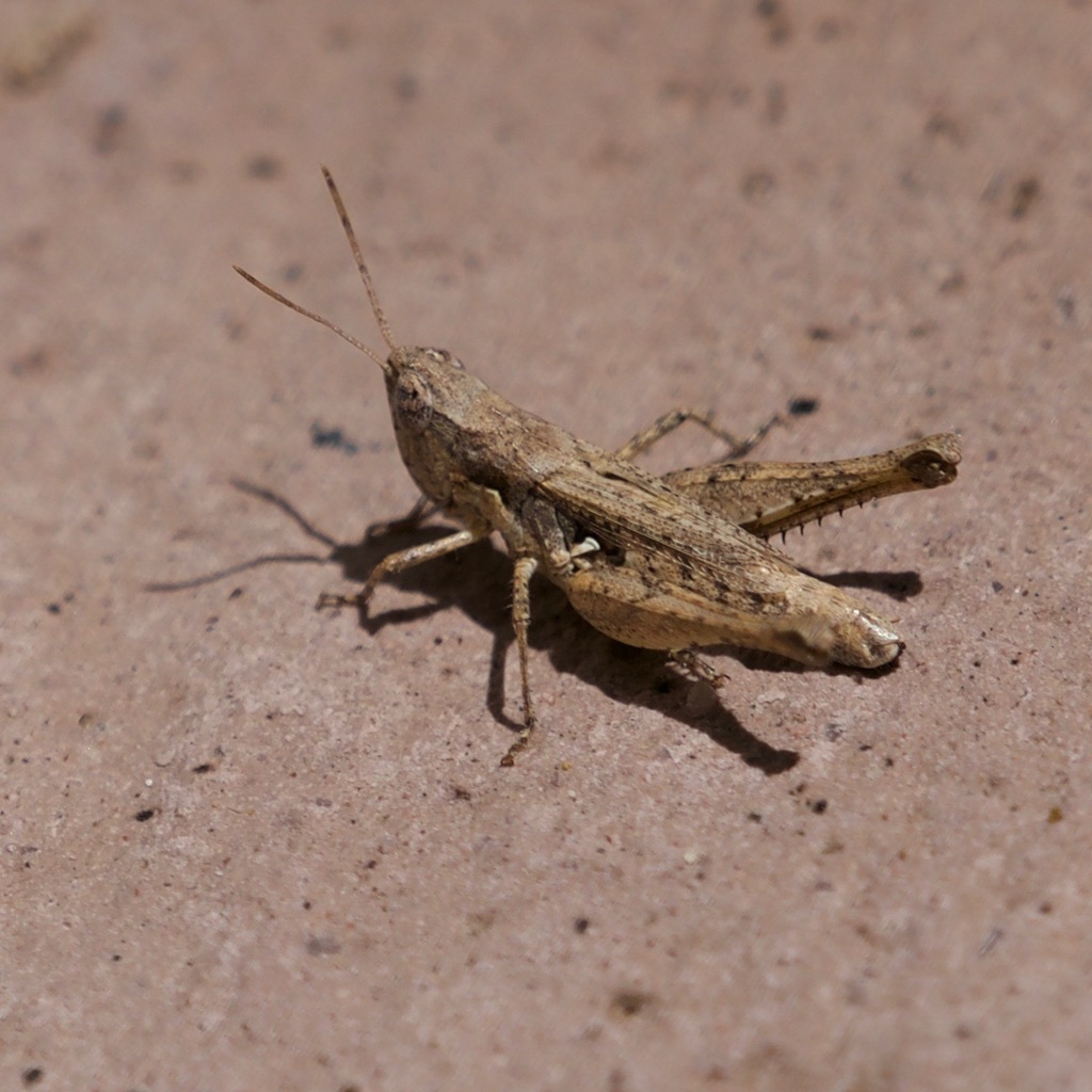 Horesidotes cinereus saltator
