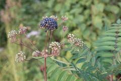 Aralia hispida