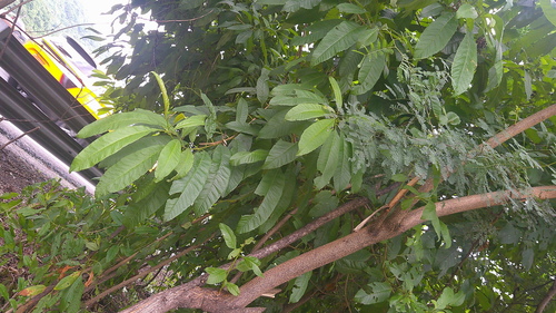 Image of Tecoma castanifolia by (c) Raúl A. Ruiz M., some rights reserved (CC BY)