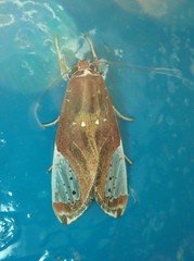 Bertholdia