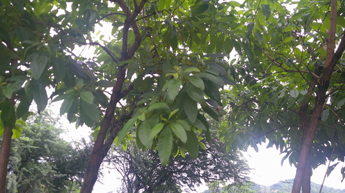 Image of Tecoma castanifolia by (c) Raúl A. Ruiz M., some rights reserved (CC BY)