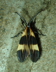 Dycladia