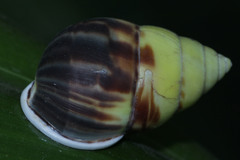 Amphidromus perversus