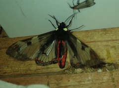 Dysschema marginalis