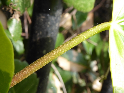 Image of Hedera algeriensis by (c) jamie-aa, some rights reserved (CC BY)