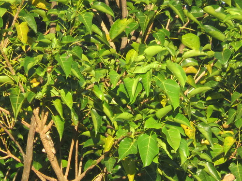 Foto de Figueira-lira
