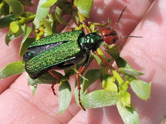 Eupompha fissiceps