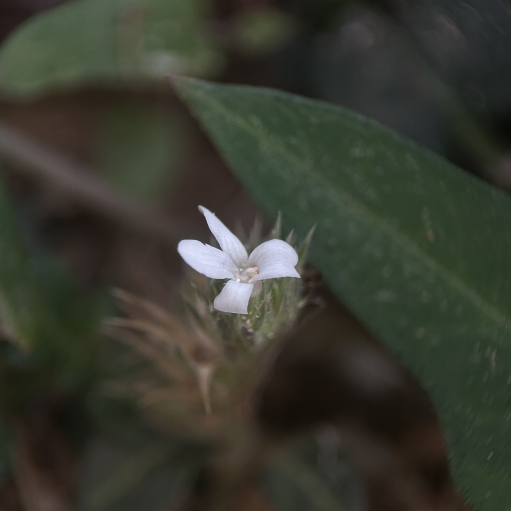Lepidagathis secunda