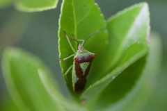 Acanthosoma haemorrhoidale