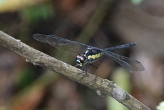 Agrionoptera longitudinalis