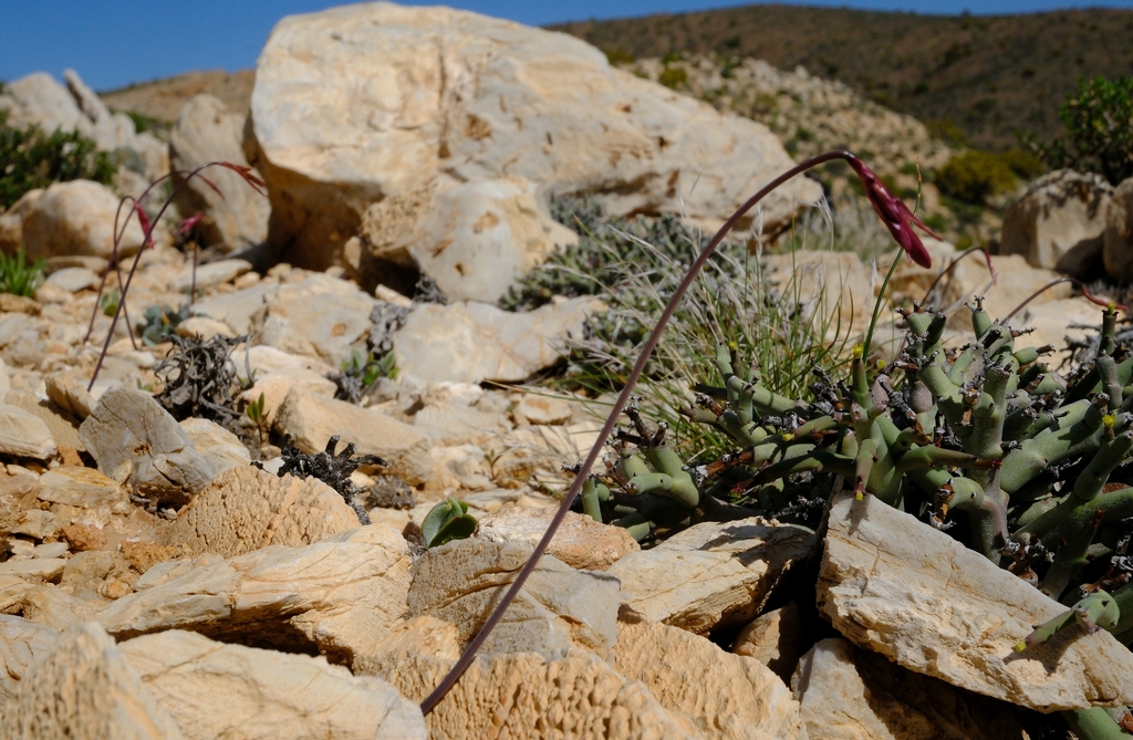 Strumaria luteoloba
