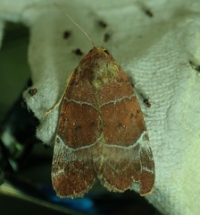 Hampsonodes