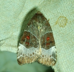 Hampsonodes