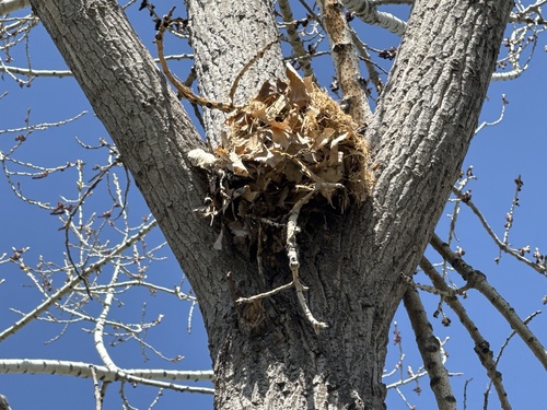 Eastern Fox Squirrel, photo 9 of 9