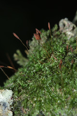 Ceratodon