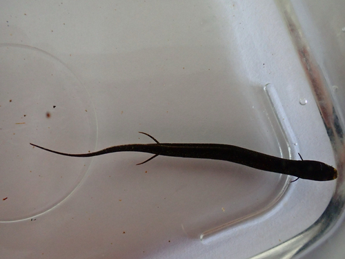 South American lungfish (Lepidosiren paradoxa) — Lepidosirenidae